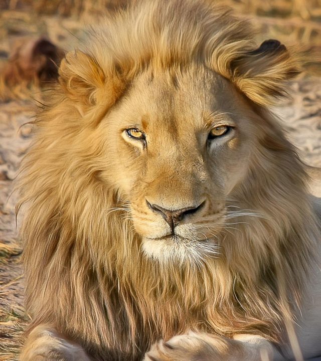 lion, safari, africa-2923947.jpg